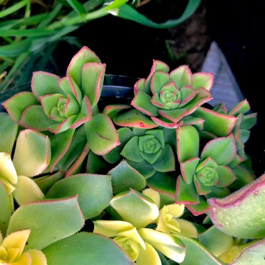 Aeonium haworthii