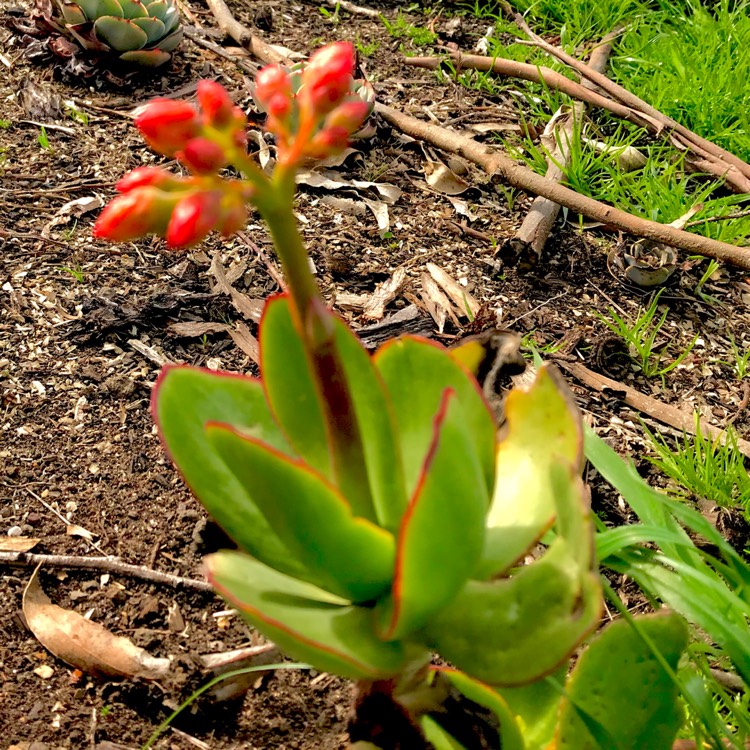 plant image 835713