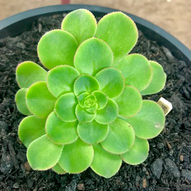 Aeonium Canariense var. Subplanum