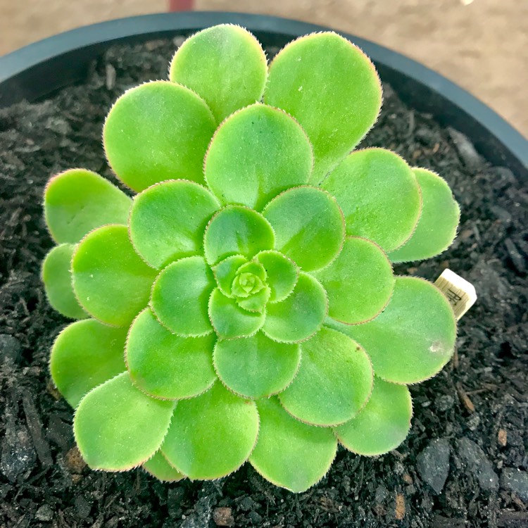 plant image 836265 plant image 836265