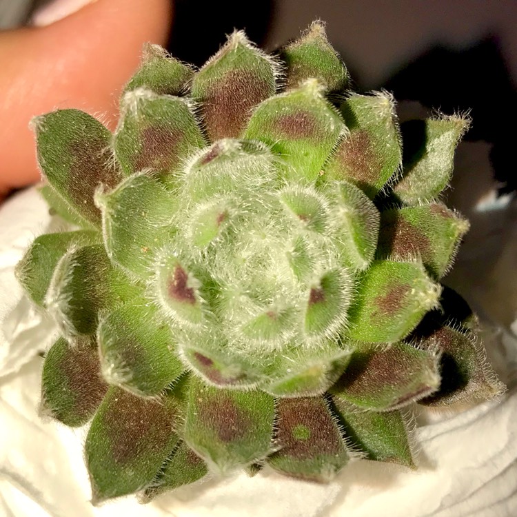 Plant image Sempervivum Ashes of Roses