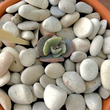 Echeveria Lilacina Monstrose