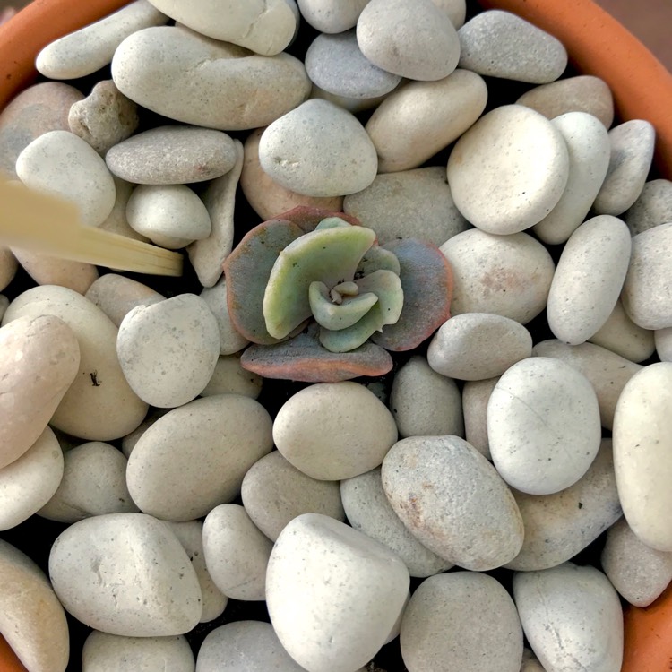 plant image 837265