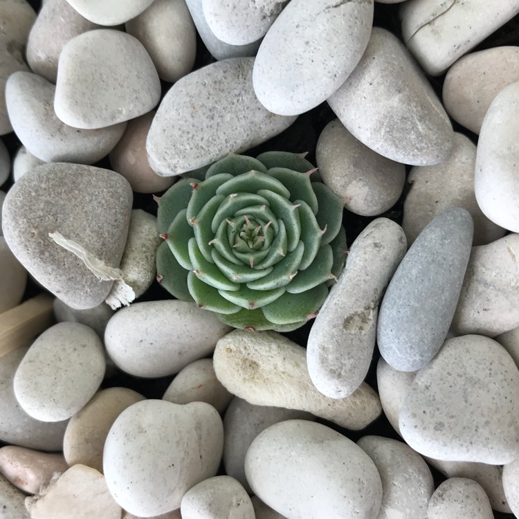 Plant image xSedeveria Southern Belle