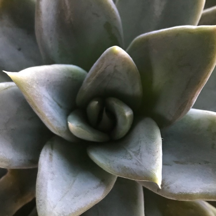 plant image 837312 plant image 837312