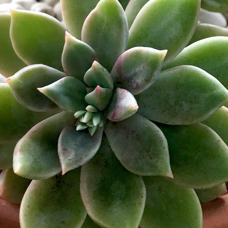 plant image 837337 plant image 837337