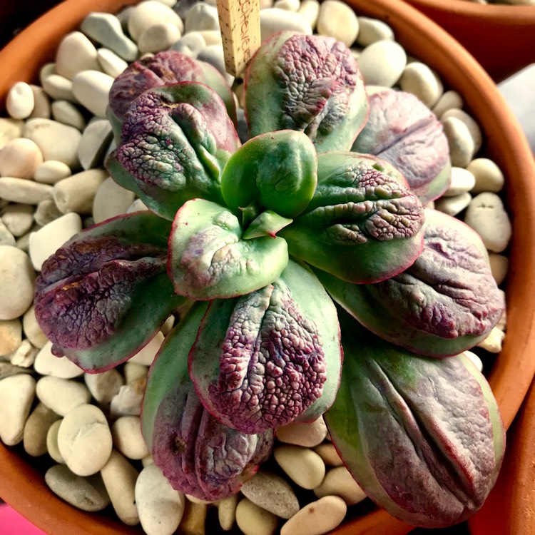 plant image 837364 plant image 837364