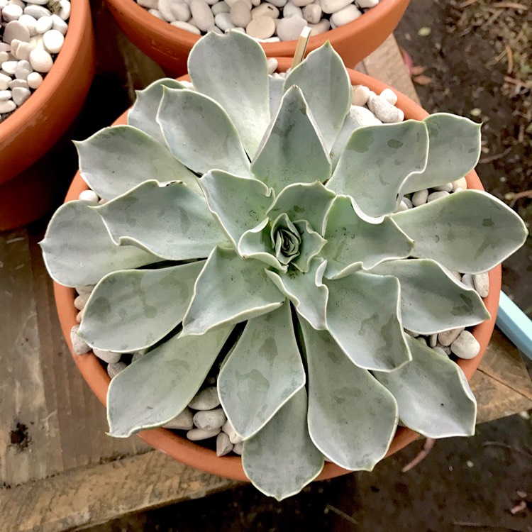 plant image 837369 plant image 837369