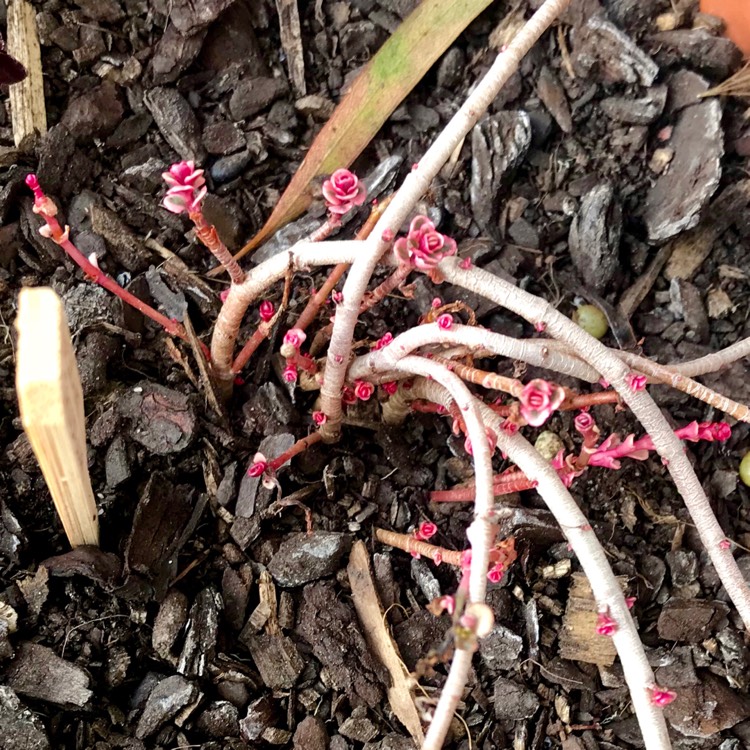 plant image 837389 plant image 837389