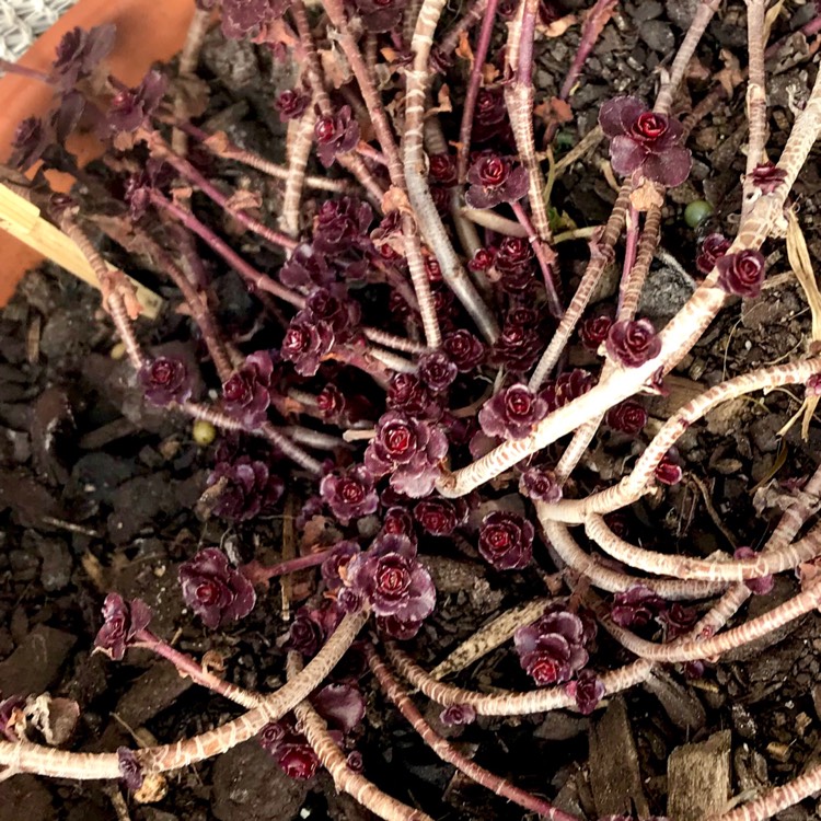 plant image 837392 plant image 837392