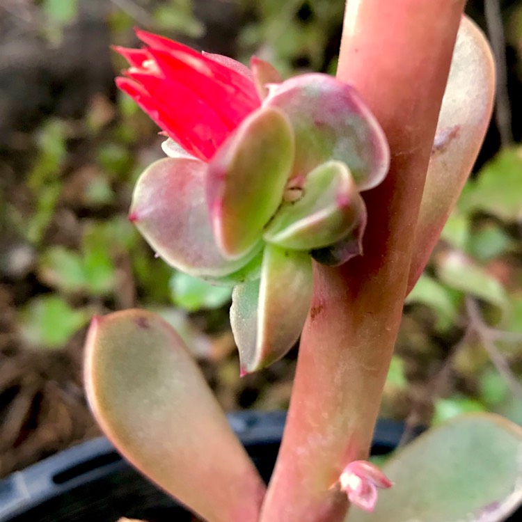 plant image 838299