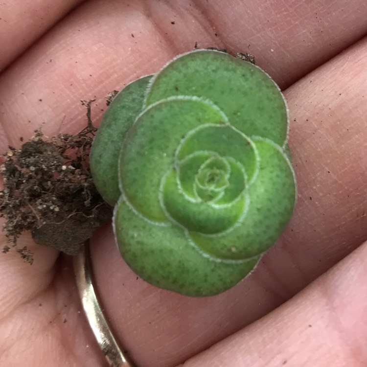 Plant image Crassula hemisphaerica syn. Crassula alooides