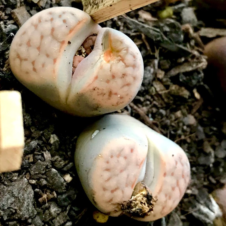 plant image 840998