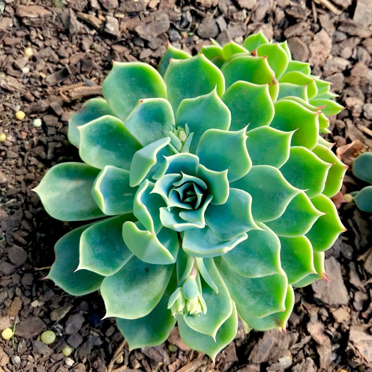 plant image 841629 plant image 841629