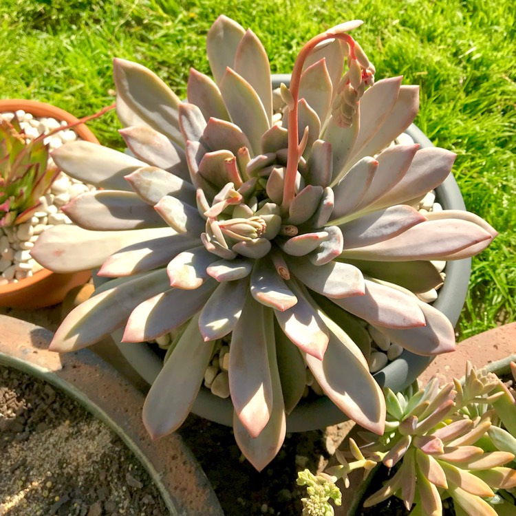 plant image 841633 plant image 841633