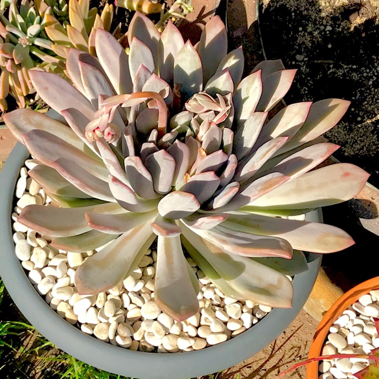 plant image 841634 plant image 841634