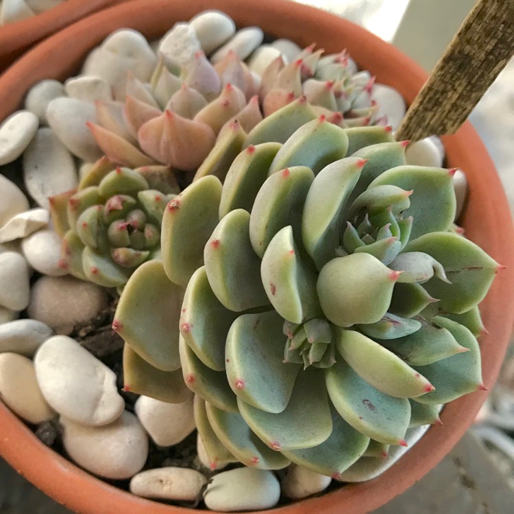 plant image 841678 plant image 841678