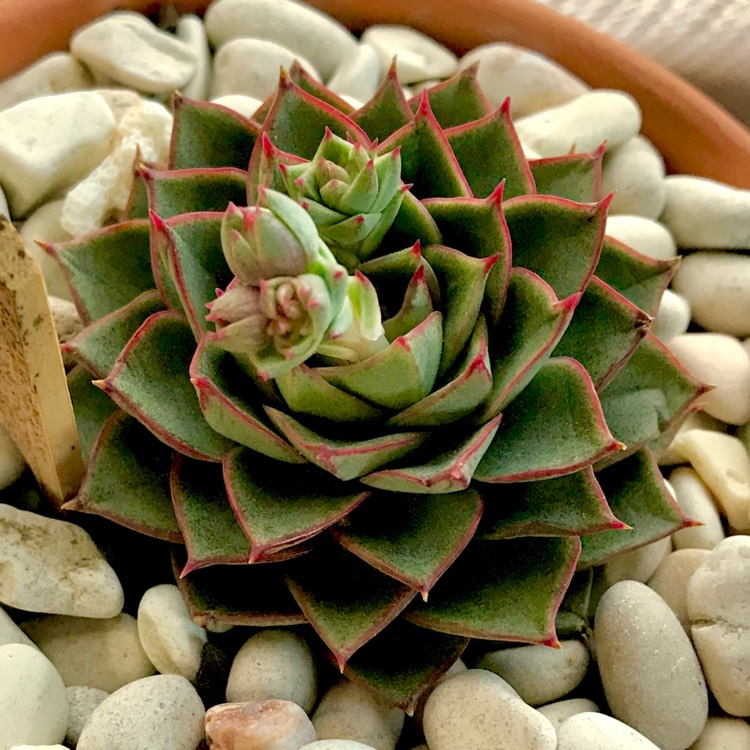 plant image 841716 plant image 841716