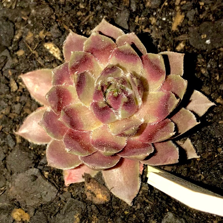 Plant image Sempervivum Lavender And Old Lace