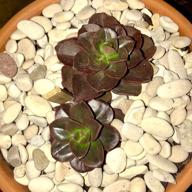 Echeveria Melaco
