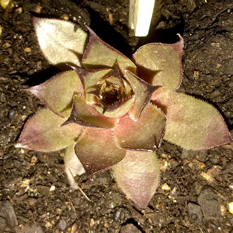 plant image 843802