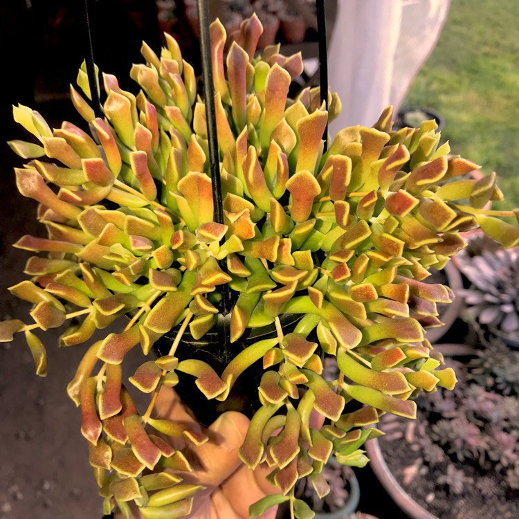 Plant image Cotyledon Papillaris