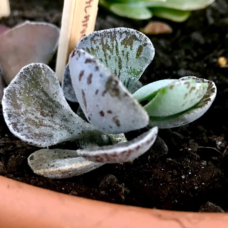 plant image 844639 plant image 844639