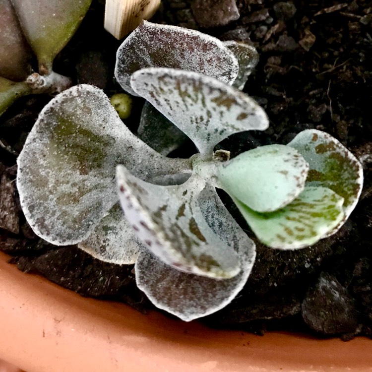 Plant image Kalanchoe rhombopilosa var. rhombopilosa