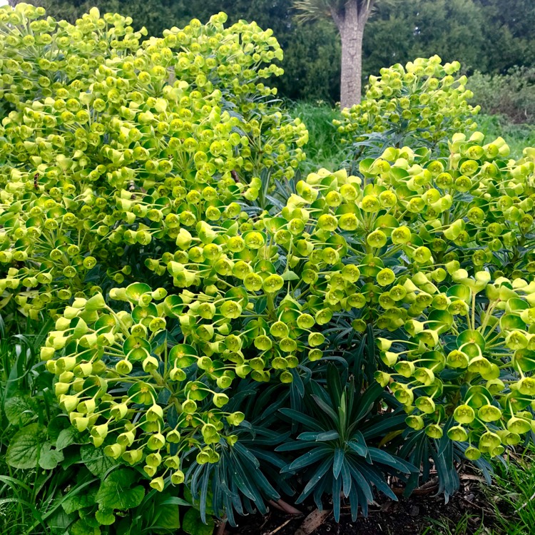 Plant image Euphorbia amygdaloides 'Golden Glory'