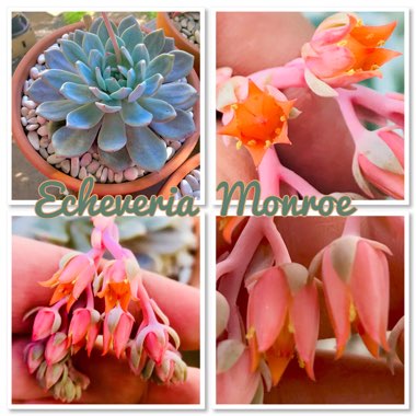 Echeveria Monroe