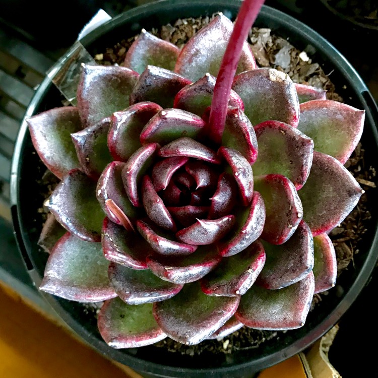 plant image 845379