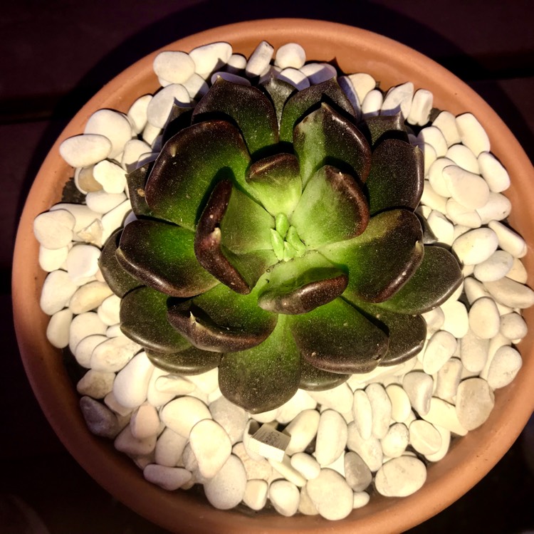 plant image 845501 plant image 845501