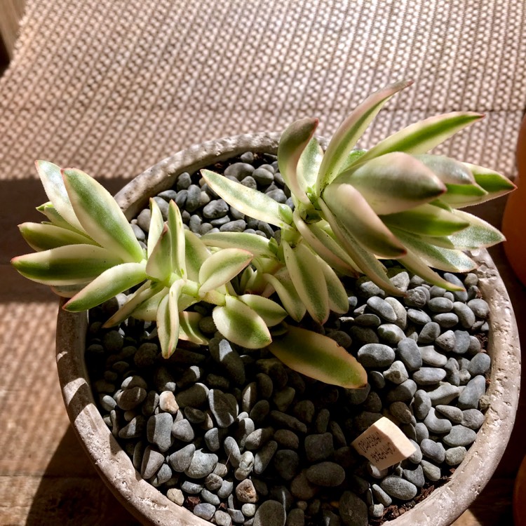 plant image 847521