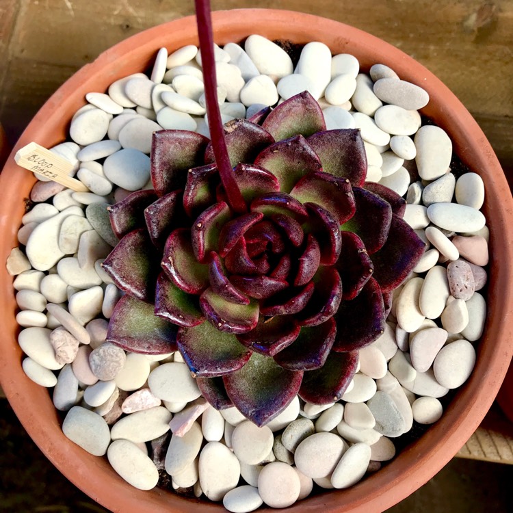 plant image 847529