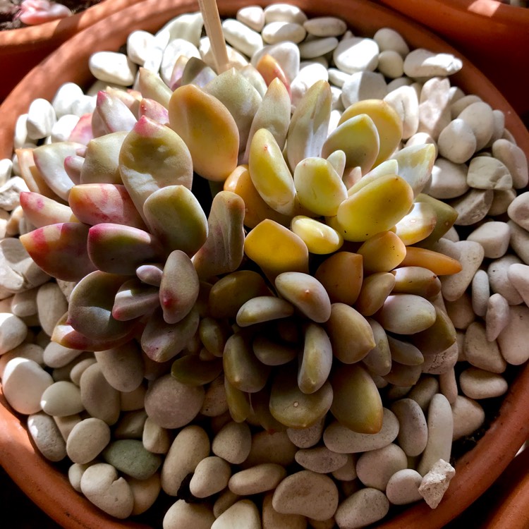 plant image 847938 plant image 847938