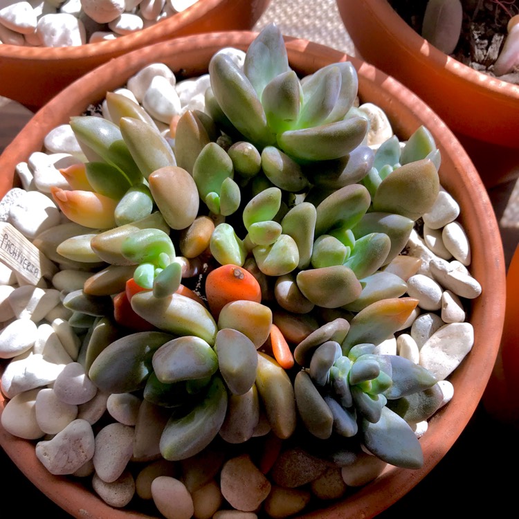Plant image xSedeveria Blue Mist