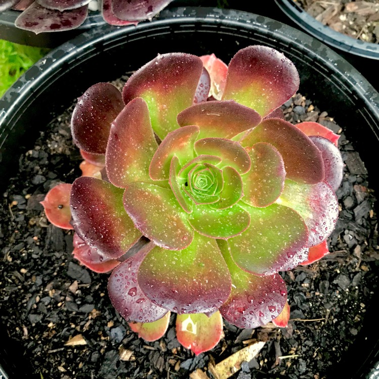plant image 848526 plant image 848526