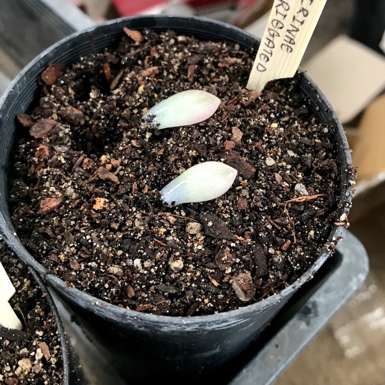 plant image 848802 plant image 848802