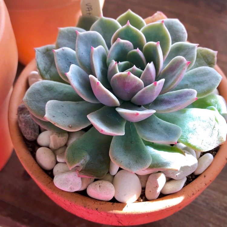 plant image 849155 plant image 849155