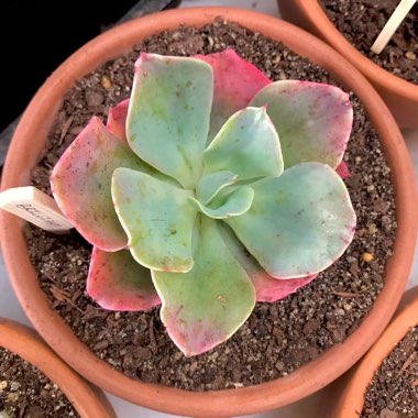 Echeveria Brilliant