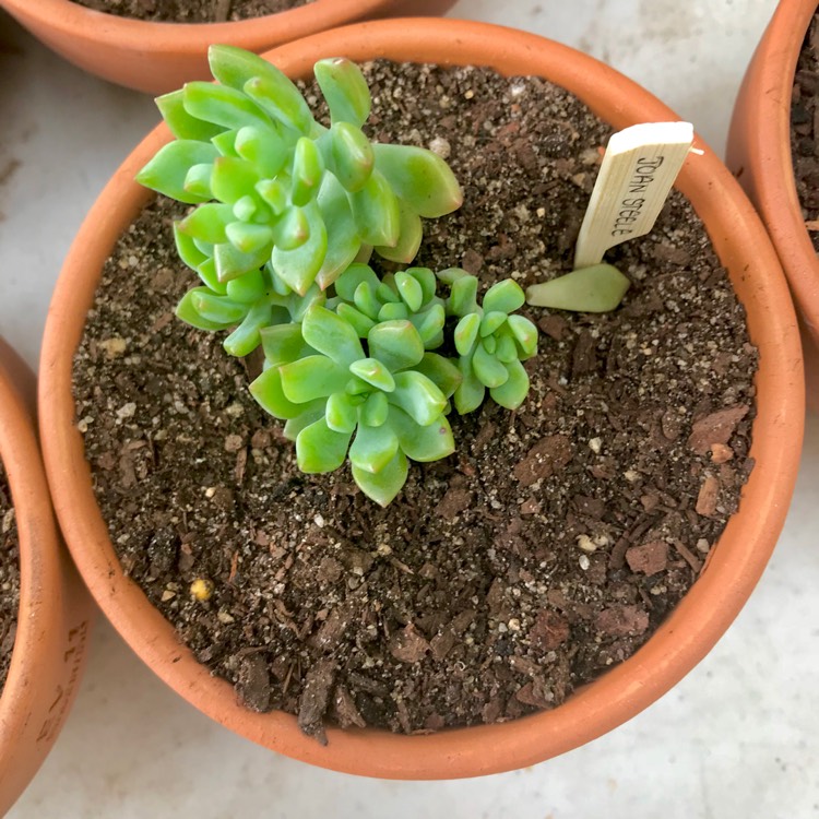 plant image 849715