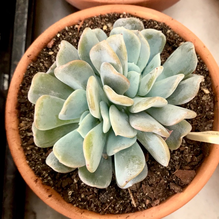 plant image 849766 plant image 849766