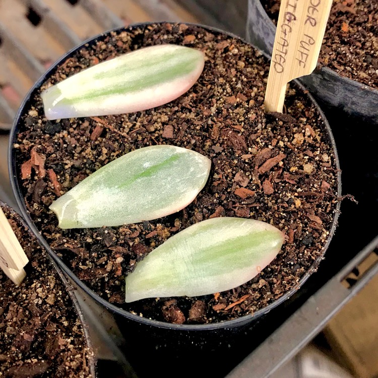 plant image 850097 plant image 850097
