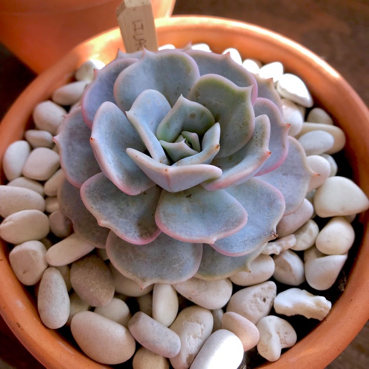 plant image 850099 plant image 850099