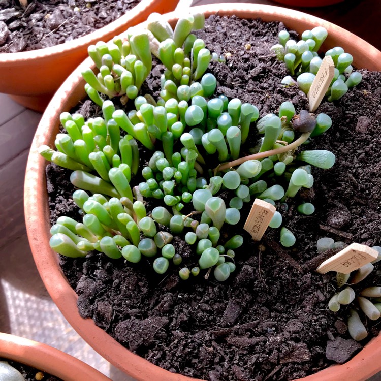 plant image 850543 plant image 850543