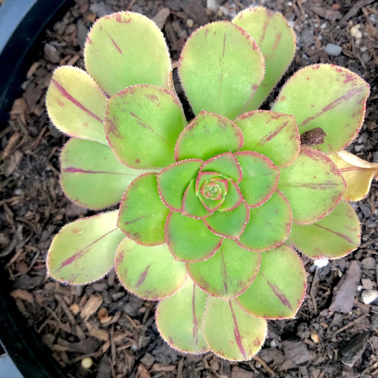 plant image 850995 plant image 850995