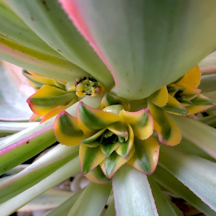 plant image 851005