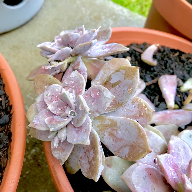 plant image 851057 plant image 851057
