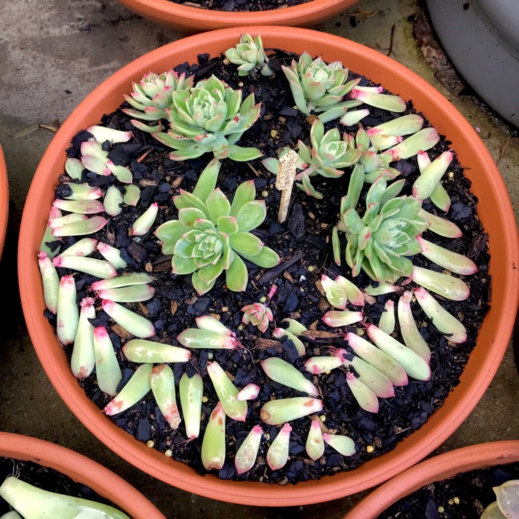 plant image 851069