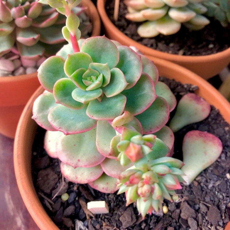 plant image 851072 plant image 851072